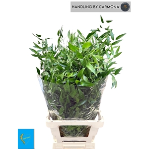 DANAE RACEMOSA PB