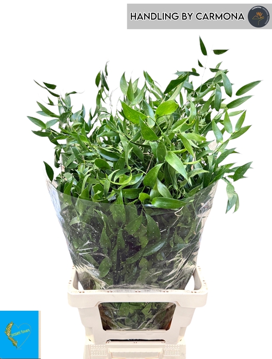 <h4>DANAE RACEMOSA PB</h4>