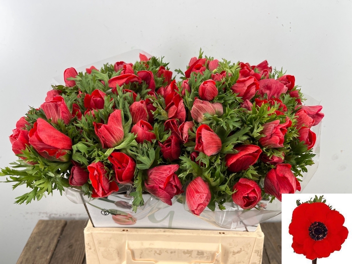 <h4>ANEM CO MAR RED</h4>