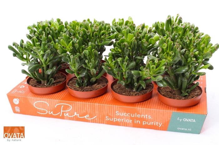 <h4>Crass Ov Trompet</h4>