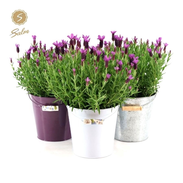 <h4>Lavandula st. 'Anouk'® Collection P19 in Zinc Mix</h4>