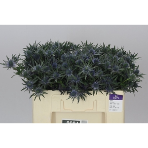 Eryngium Orion