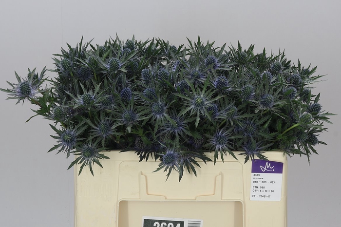 <h4>Eryngium Orion</h4>