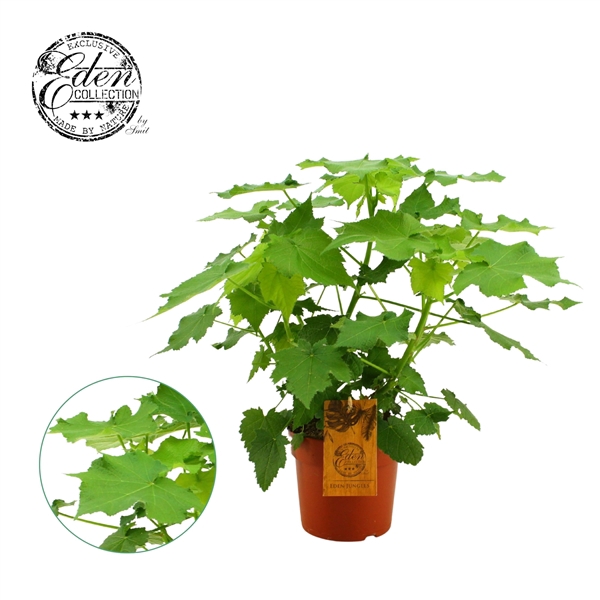 <h4>Sparmannia africana 17cm</h4>