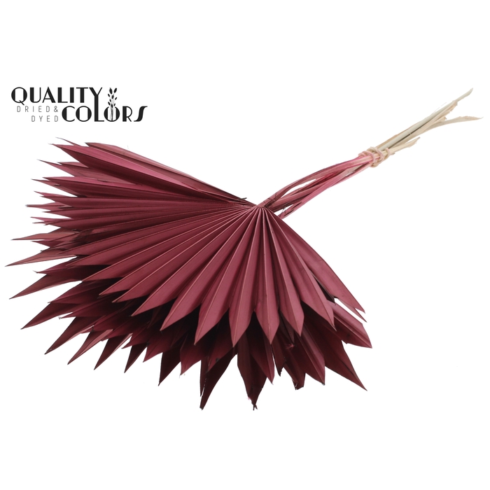 <h4>Sun Spear per stem Burgundy</h4>