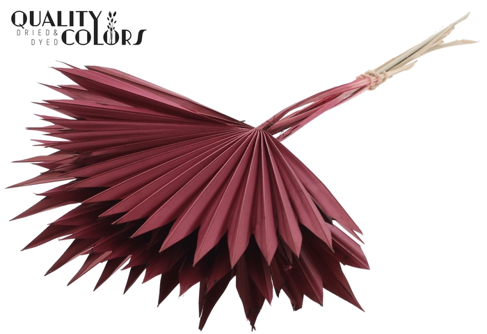 Sun Spear per stem Burgundy
