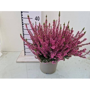 CALLU GA G ROSITA