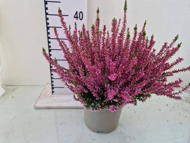 <h4>CALLU GA G ROSITA</h4>
