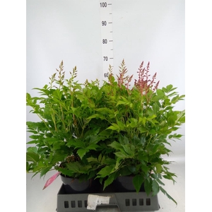 Astilbe japonica 'Henry Noblett'