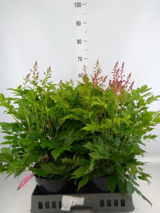 <h4>Astilbe japonica 'Henry Noblett'</h4>