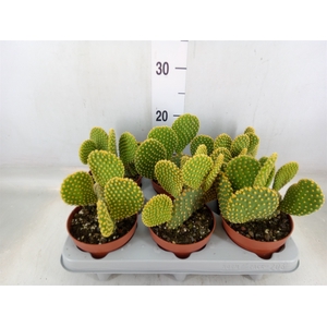 Opuntia microdasys var. pallida