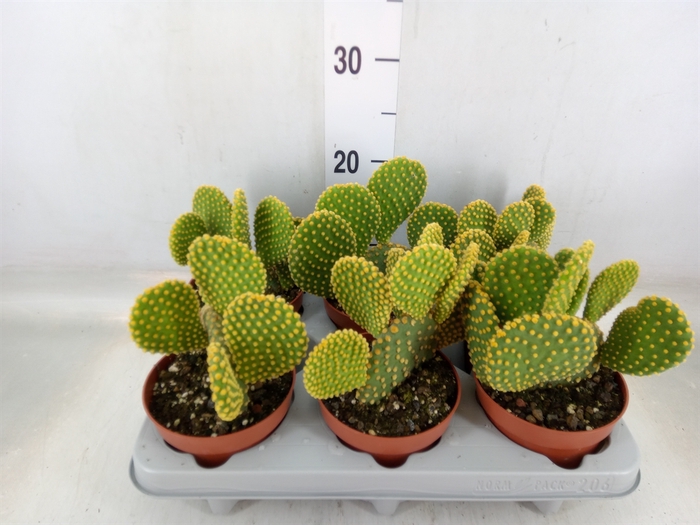 <h4>Opuntia microdasys var. pallida</h4>