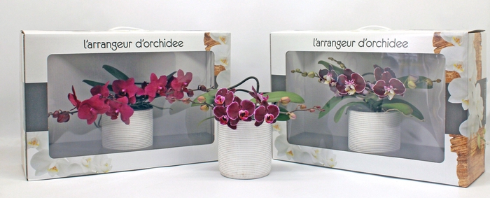 <h4>L'arrangeur D'orchidee ROOD (GROEN)</h4>