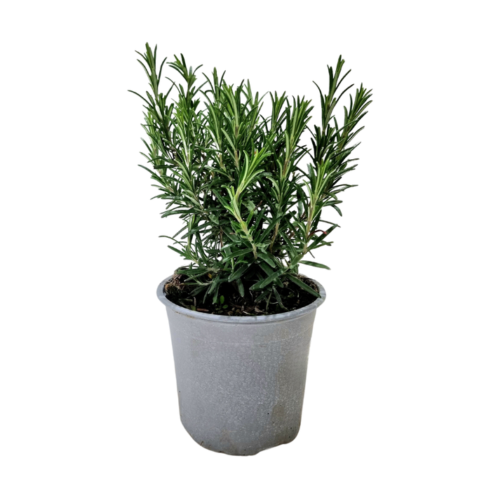 <h4>Rosmarinus officinalis overig</h4>