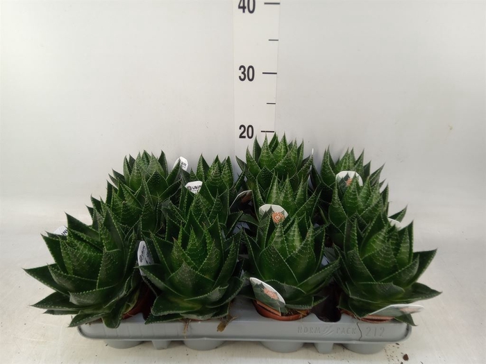 <h4>Aloe aristata 'Cosmo'</h4>