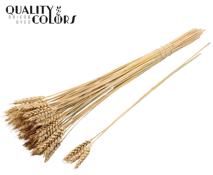 <h4>Triticum 3pc/Tuft Natural</h4>