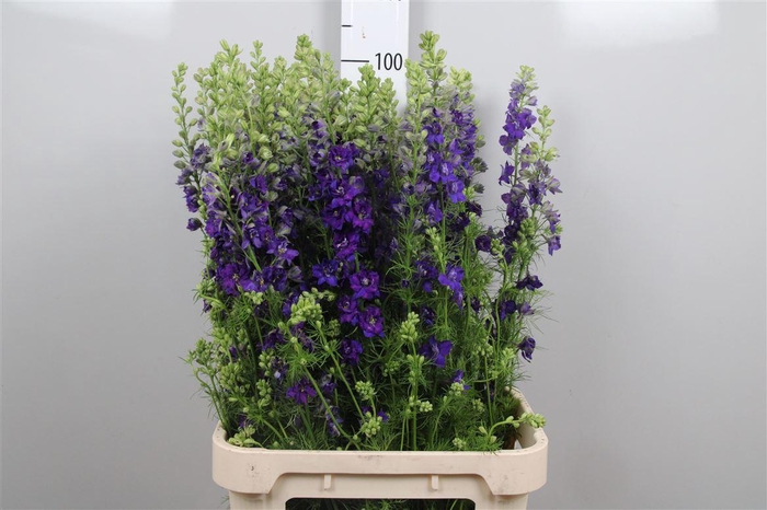 <h4>Cons R Q Dark Blue</h4>