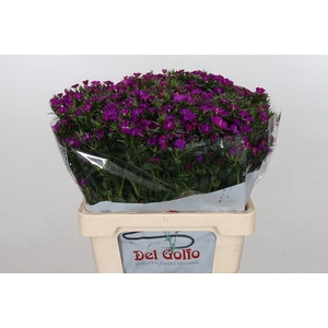 Dianthus Ba Am Neon Purple (min 18x100)