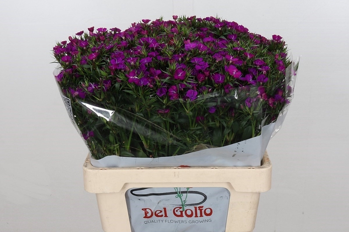 Dianthus Ba Am Neon Purple (min 18x100)