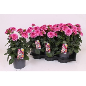 Dahlia XL 17 CM - Dark Pink