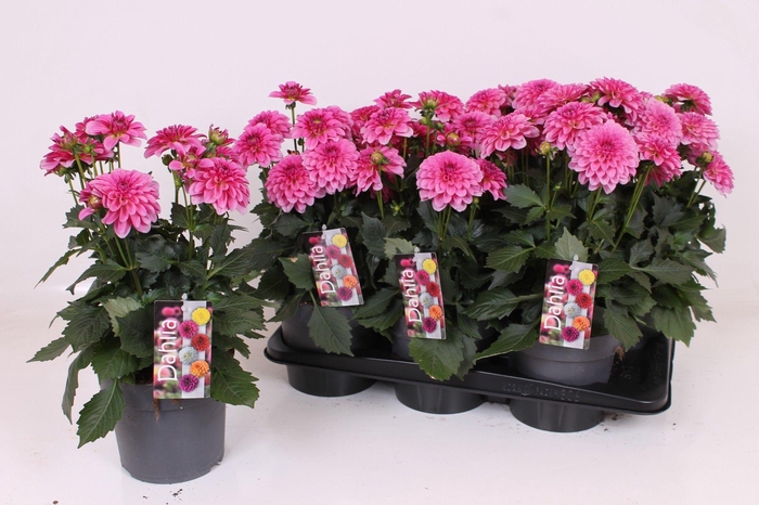 <h4>Dahlia XL 17 CM - Dark Pink</h4>