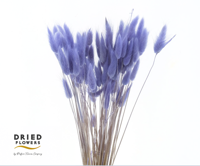 <h4>Dried Bleached Lagurus Lavender 100gr</h4>