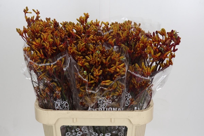 <h4>Anigozanthos Gold Fever</h4>