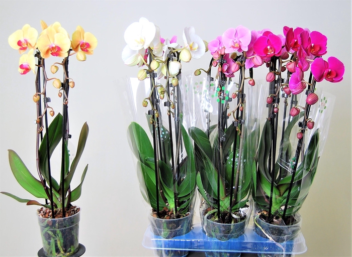 <h4>Cascades 2 tak gemengd 16+</h4>