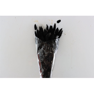 Dried Lagurus Bl Black Bunch