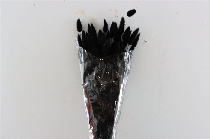 <h4>Dried Lagurus Bl Black Bunch</h4>