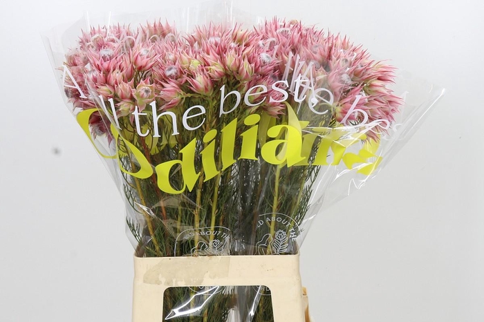 <h4>Blushing Bride Pink 2/5 Flowers</h4>