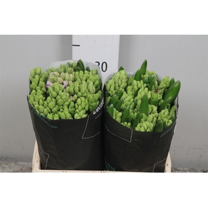 Hyac Splendid Cornela