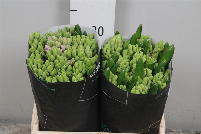 <h4>Hyac Splendid Cornela</h4>