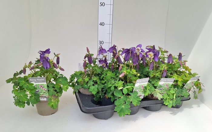 <h4>AQUIL CAERULEA</h4>