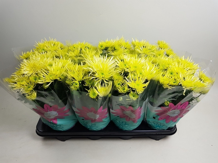 <h4>Chrysanthemum Anansi Yellow</h4>