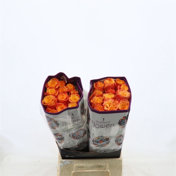 <h4>Rosa gr Confidential</h4>