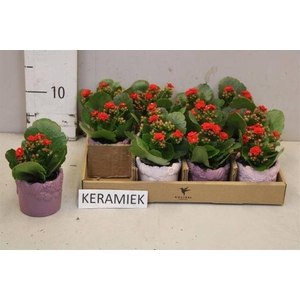 ARR KALANCHOE