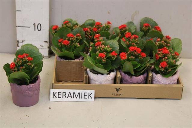 <h4>ARR KALANCHOE</h4>