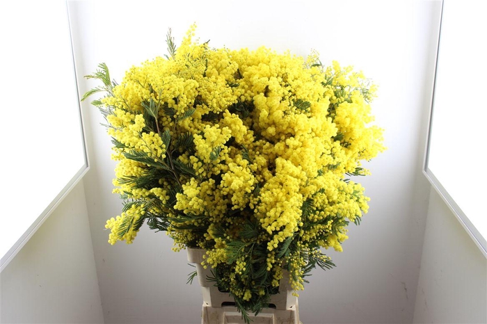 <h4>Mimosa Long P Stem</h4>