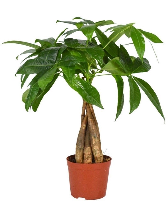 <h4>Pachira aquatica 12 cm gevlochten</h4>