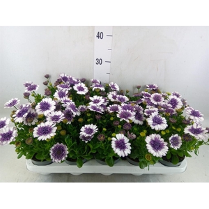 Osteospermum   ...