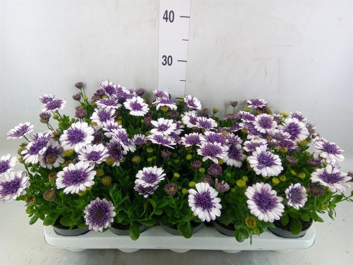 <h4>Osteospermum   ...</h4>