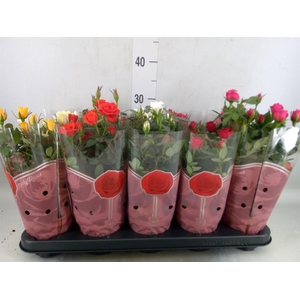 Rosa  'Star Roses'   ...mix 4