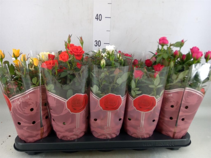 <h4>Rosa  'Star Roses'   ...mix 4</h4>