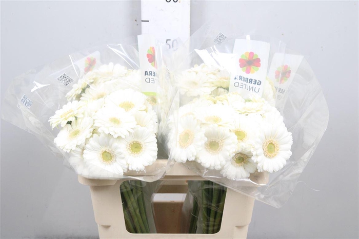 <h4>Ge Mi Albino</h4>