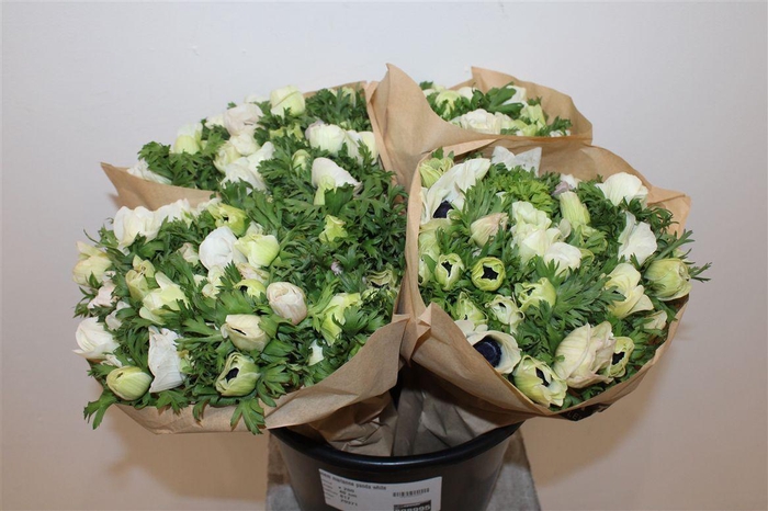 <h4>Anem Marianne Panda White</h4>