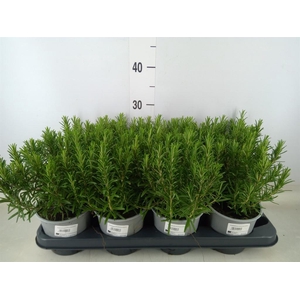 Rosmarinus officinalis   ...