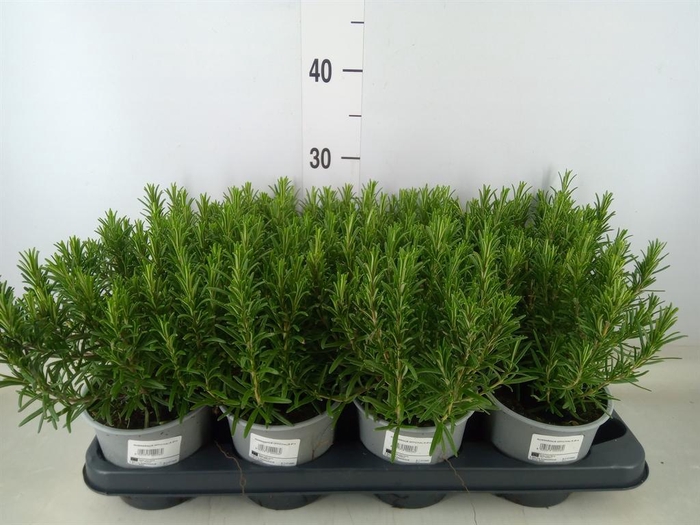 <h4>Rosmarinus officinalis   ...</h4>