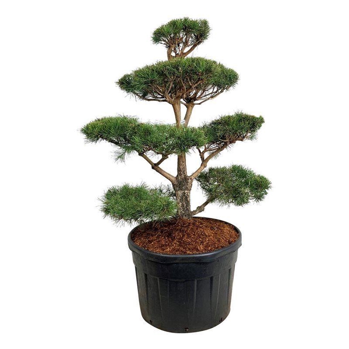 <h4>Pinus sylvestris</h4>