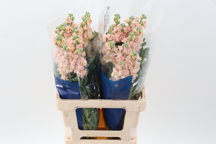 <h4>Matth Iron Apricot</h4>